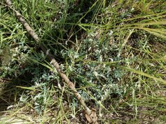 Heliotropium curassavicum