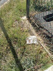 Bothriochloa pertusa