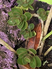 Kalanchoe fedtschenkoi