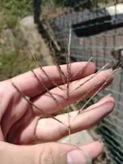 Dichanthium annulatum annulatum