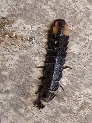 Pterotus obscuripennis