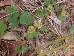 Hydrocotyle laxiflora