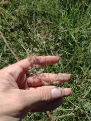 Melinis repens