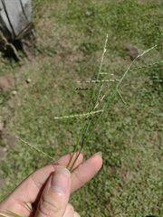 Urochloa subquadripara