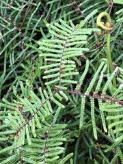 Gleichenia microphylla
