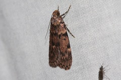 Mimaglossa nauplialis