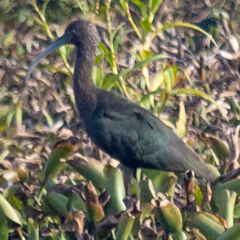 Plegadis falcinellus