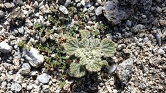 Psathyrotes ramosissima