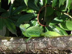 Basiliscus plumifrons