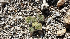 Psathyrotes ramosissima