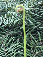 Gleichenia microphylla