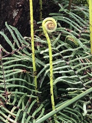 Gleichenia microphylla