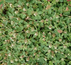 Trifolium glomeratum