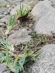 Pantherodes pardalaria