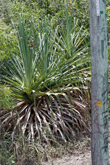 Pandanus cookii