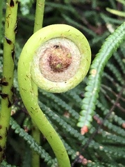 Gleichenia microphylla