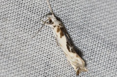 Erechthias mystacinella