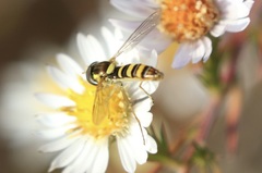 Sphaerophoria philanthus