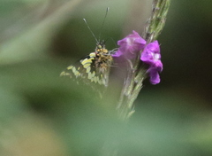 Pieriballia viardi