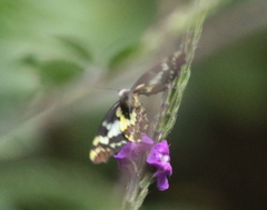 Pieriballia viardi