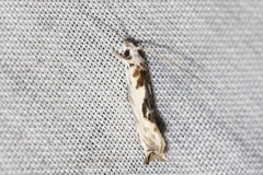 Erechthias mystacinella