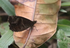 Panyapedaliodes drymaea