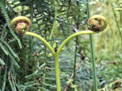 Gleichenia microphylla