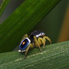 Maratus hesperus