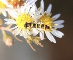 Sphaerophoria philanthus