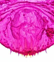 Chionaspis salicis