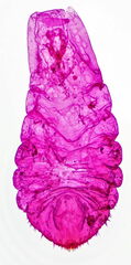 Chionaspis salicis