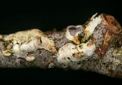 Chionaspis salicis