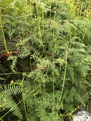 Gleichenia microphylla