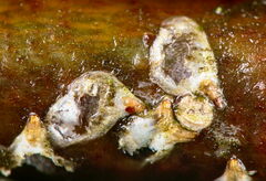 Chionaspis salicis