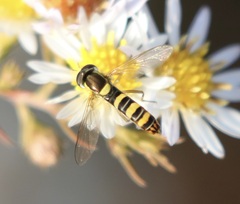 Sphaerophoria philanthus