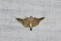 Scenedra decoratalis