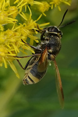 Hoplitimyia mutabilis