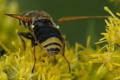 Hoplitimyia mutabilis