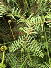 Gleichenia microphylla