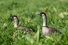 Branta sandvicensis