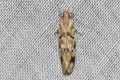 Opsitycha squalidella