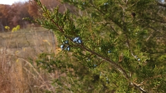 Juniperus virginiana