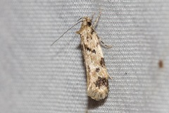 Opsitycha squalidella