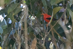 Drepanis coccinea