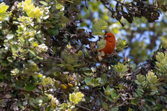 Loxops coccineus