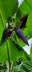 Musa × paradisiaca
