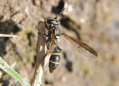Polybiomyia