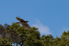 Buteo solitarius