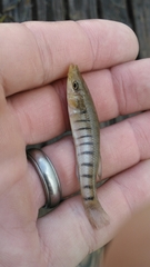 Fundulus similis