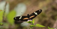Heliconius clysonymus